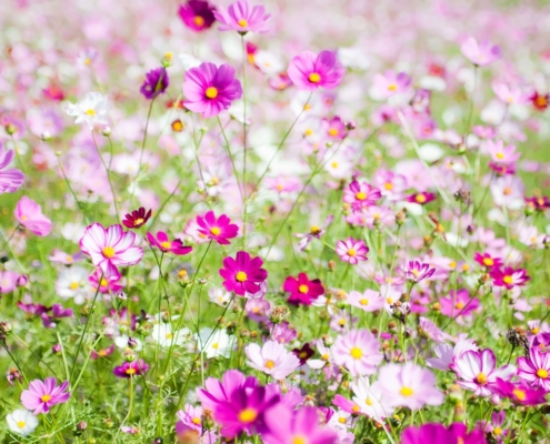 Bloemen verbeelden verbondenheid en liefde